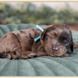 Pebble - Merle male Cockapoo puppy in Connersville, Indiana from Deaz Doodle Ranch