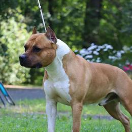 Dagon - American Staffordshire Terrier