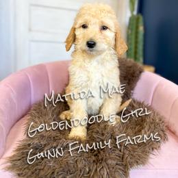 Matilda Mae English Teddybear - Apricot female Goldendoodle puppy in Grove, Oklahoma from Guinn Family Farms