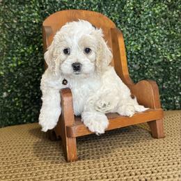 Herald - Buff and white male Cockapoo puppy in Rolla, Missouri from Diamond K