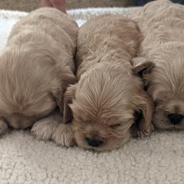 Cocker Spaniel puppies from Jacobsen's Cockers