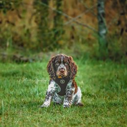 English Springer Spaniel Puppies from Spradley Springers