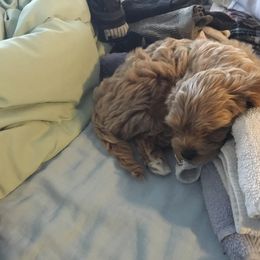 Cockapoo Puppies from Rosemary House