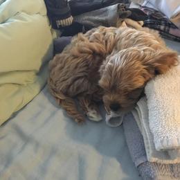 Cockapoo Puppies from Rosemary House