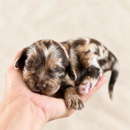 Bourbon - Merle male Cockapoo puppy in Santa Barbara, California from K+C Doodles