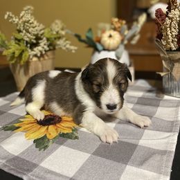 Shetland Sheepdog Puppies from Zuber’s Indiana Shelties