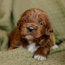 Finch - Red  male Goldendoodle puppy in Patterson, California from Dooling Doodles