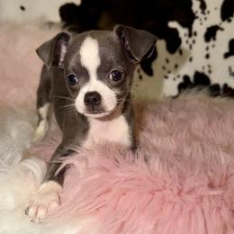 Blue - Blue and white female Chihuahua puppy in Newport, Kentucky from Chihuahua Casa