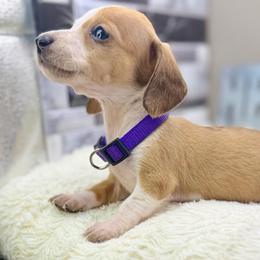 Jade - Piebald female Dachshund puppy in Rio Linda, California from Destiny's Mini Doxies
