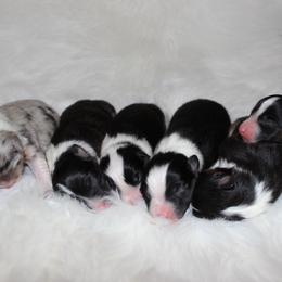 Australian Shepherd puppies from Lost Creek Aussies