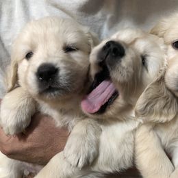Golden Retriever Puppies from 24 KT GOLDEN’S