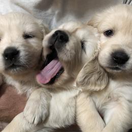 Golden Retriever Puppies from 24 KT GOLDEN’S