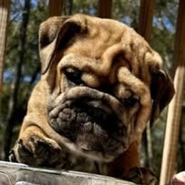 Bulldog Puppies from Bullgodz English Bulldogs