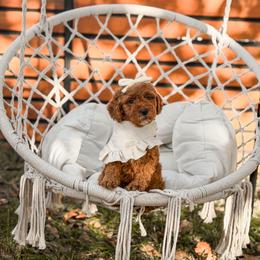 Green collar girl - Red  female Goldendoodle puppy in Spokane, Washington from Dream Doodles in Spokane WA