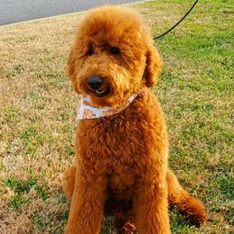 Daisy - Poodle