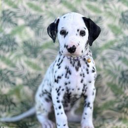 Mario - White and black male Dalmatian puppy in Whitwell, Tennessee from Rock a Dalmatian “RockADal”