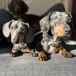Dachshund puppies from Weenie Bros