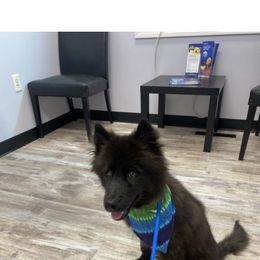 German Shepherd and Siberian Husky Puppies from Rose Trail Siberian’s