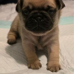 Blue Collar Boy - Fawn male Pug puppy in New Braunfels, Texas from Kex Pug Haus