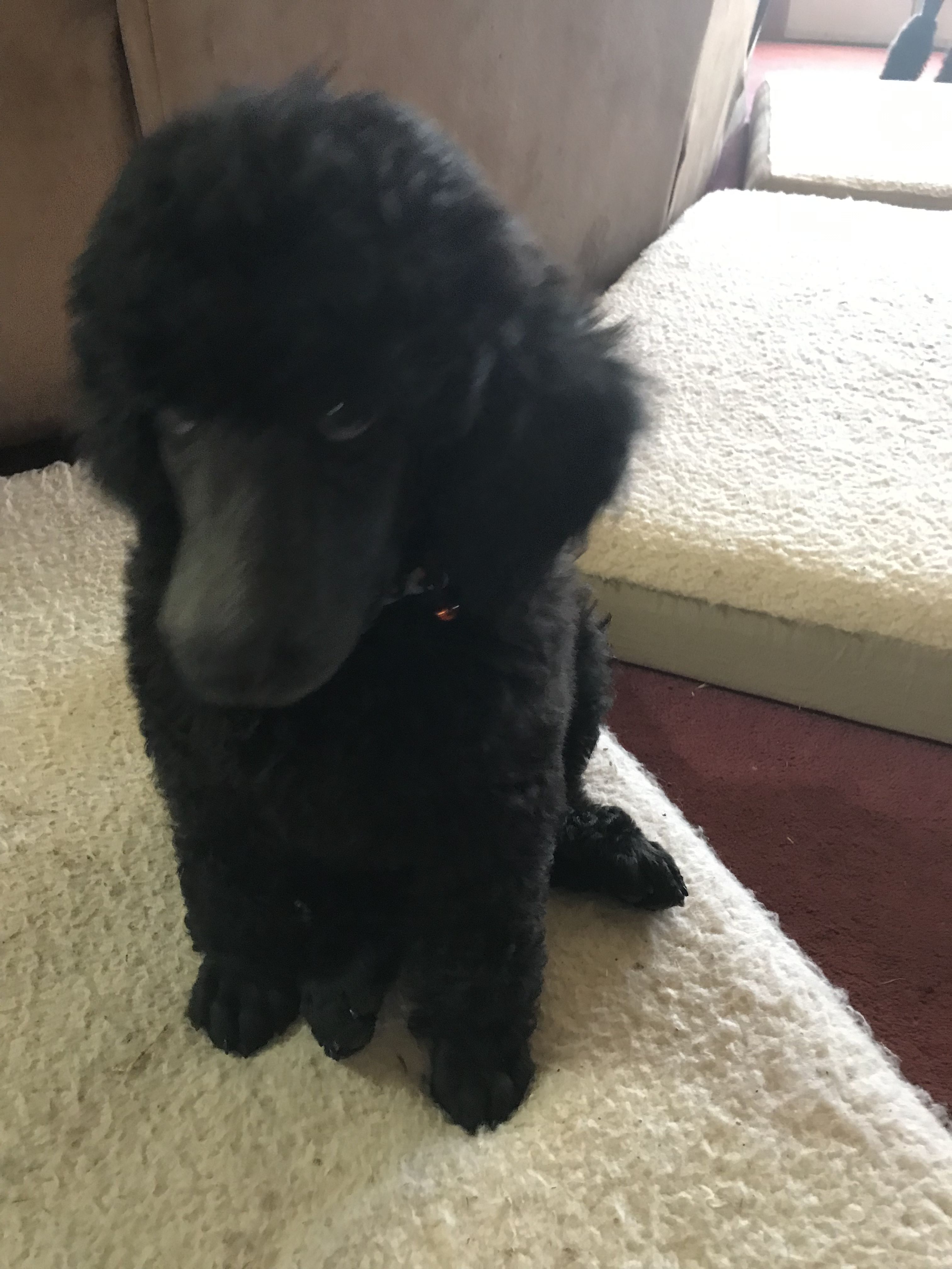 Faith best sale poodle puppies