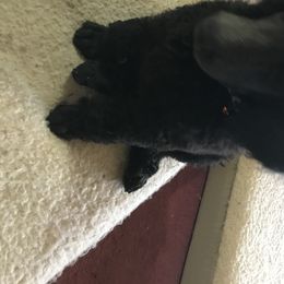 Poodle Puppies from Faith Ambort