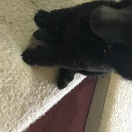 Poodle Puppies from Faith Ambort