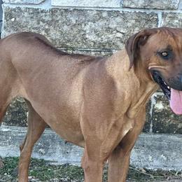 Jade - Rhodesian Ridgeback