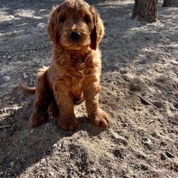 Goldendoodle Puppies from High Desert Doodles