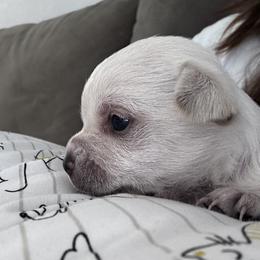 Chihuahuas from Little Family Paws
