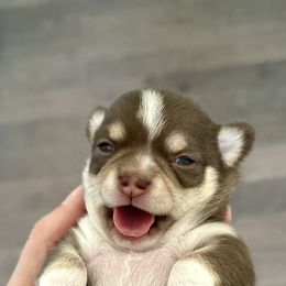 Border Collie and Chihuahua Puppies from Brooks Grove Canines LLC