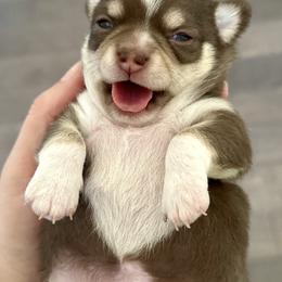Border Collie and Chihuahua Puppies from Brooks Grove Canines LLC