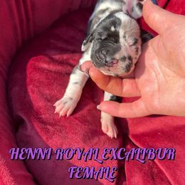 Great Dane Puppies from ROYAL EXCALIBUR