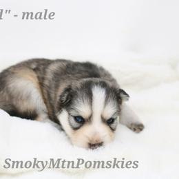 Ned - Wolf sable male Pomsky puppy in Christiana, Tennessee from Smoky Mountain Pomskies