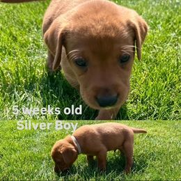 Labrador Retriever Puppies from McEnpoint Red Labs