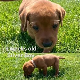 Labrador Retriever Puppies from McEnpoint Red Labs