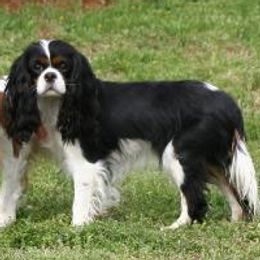 Cavalier King Charles Spaniels from SweetVirginia Cavalier King Charles Spaniels