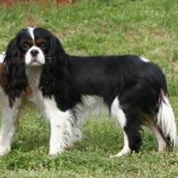 Cavalier King Charles Spaniels from SweetVirginia Cavalier King Charles Spaniels