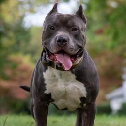 Ryuk - American Bully