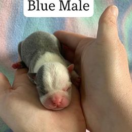 Boston Terrier Puppies from Heather's Boston Babies