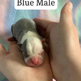 Boston Terrier Puppies from Heather's Boston Babies