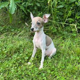Alice - White and fawn female Italian Greyhound puppy in Wilkes Barre, Pennsylvania from Laraz Pupz