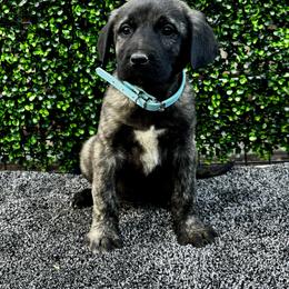 H.D Blue Boy - Brindle male Anatolian Shepherd Dog puppy in Frenchtown, Montana from Apex Anatolians