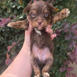 Mercury - Chocolate, tan and white male Yorkshire Terrier puppy in Lakeland, Florida from You Me & The Yorkies