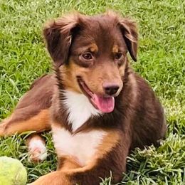 Honey - Toy Australian Shepherd