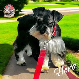 Hero - Miniature Schnauzer