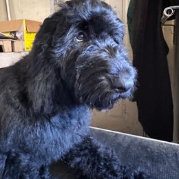 Pecan - Black male Goldendoodle puppy in Greensboro, Georgia from B’s Doodles