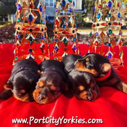 Yorkshire Terrier Puppies from Port City Yorkies LLC