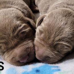 Dilute Retrievers and Labrador Retrievers from TLS Retrievers
