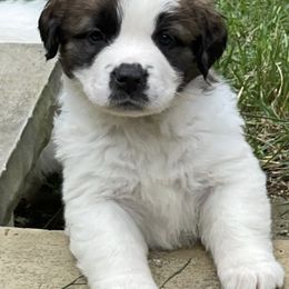 Saint Bernards from Nibbles Creek