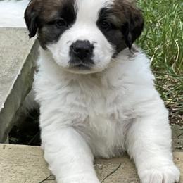 Saint Bernards from Nibbles Creek